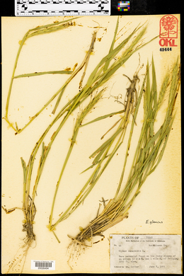 Elymus glaucus image