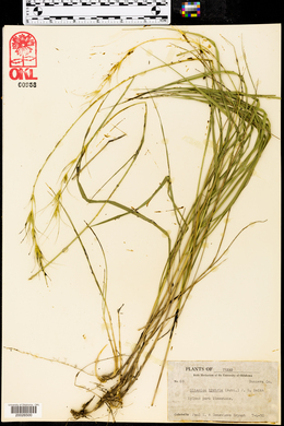Elymus elymoides subsp. elymoides image