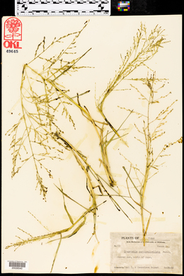 Eragrostis curtipedicellata image