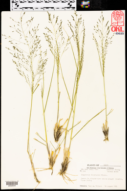 Eragrostis intermedia image