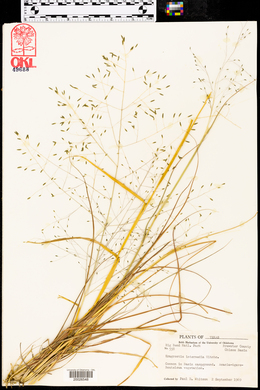 Eragrostis intermedia image