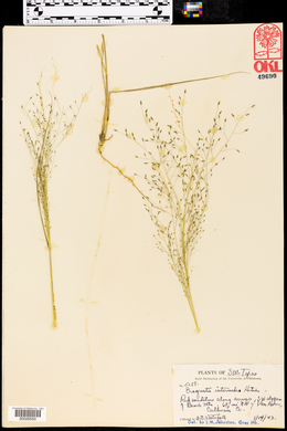 Eragrostis intermedia image