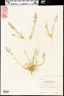 Eragrostis pectinacea var. miserrima image