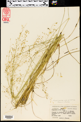 Eragrostis pectinacea var. miserrima image