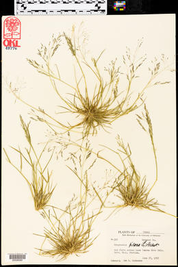 Eragrostis pilosa image