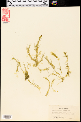 Eragrostis reptans image