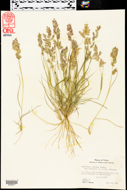 Eragrostis beyrichii image