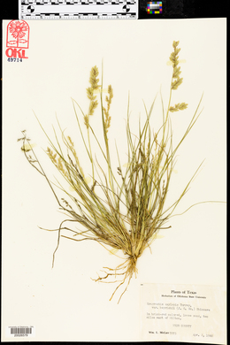 Eragrostis beyrichii image