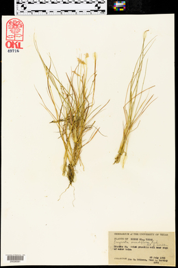 Eragrostis secundiflora image