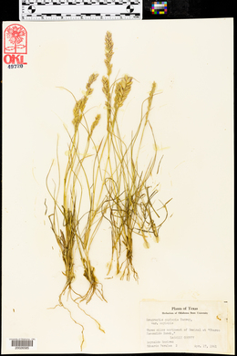 Eragrostis secundiflora image