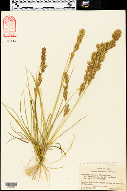 Eragrostis beyrichii image