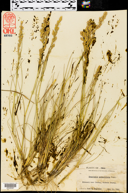 Eragrostis secundiflora image