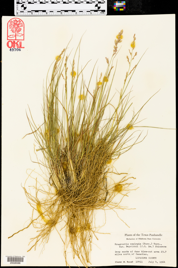 Eragrostis beyrichii image