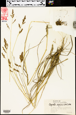 Eragrostis secundiflora subsp. oxylepis image