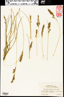 Eragrostis secundiflora subsp. oxylepis image