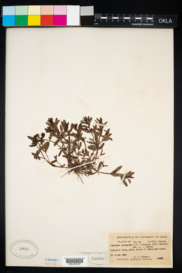 Veronica peregrina ssp. xalapensis image