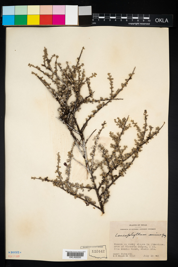 Leucophyllum minus image