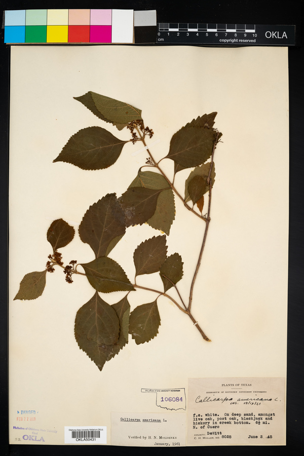Callicarpa image