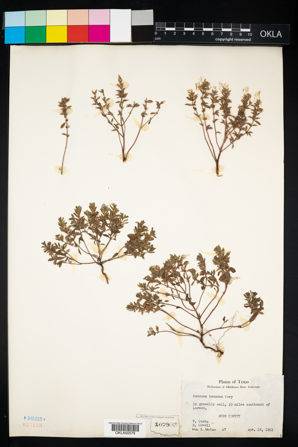 Rhododon ciliatus image