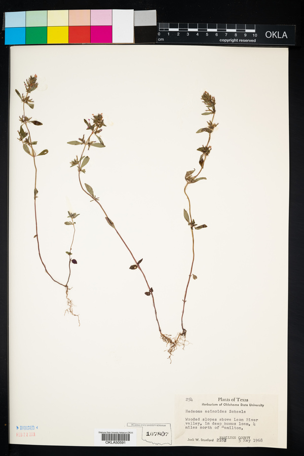 Hedeoma acinoides image