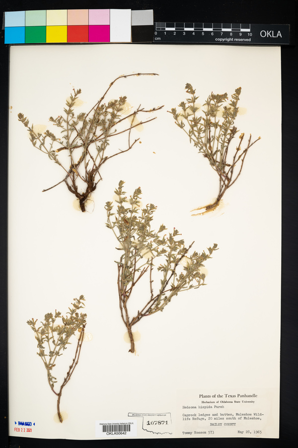 Hedeoma hispida image