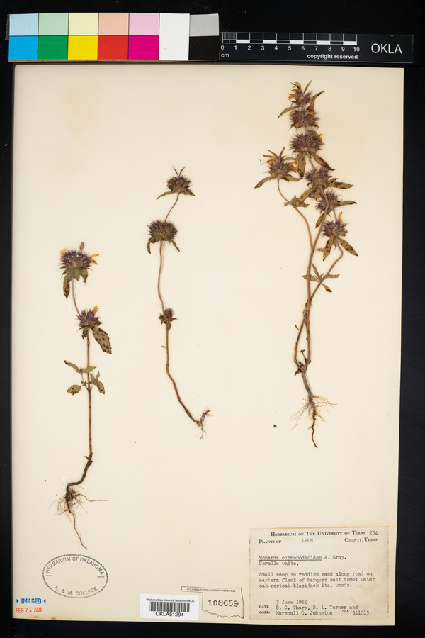 Monarda clinopodioides image