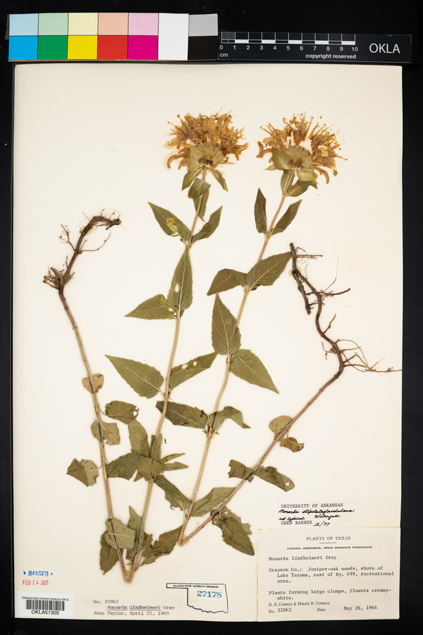 Monarda lindheimeri image
