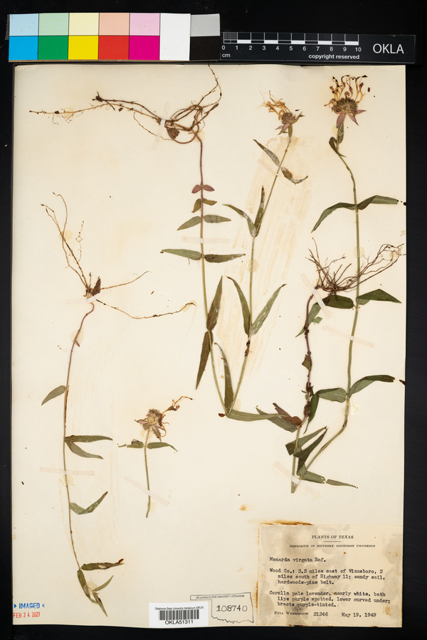 Monarda virgata image