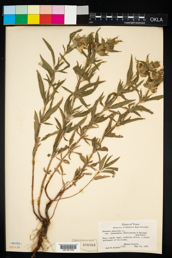 Monarda punctata var. intermedia image