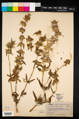 Monarda punctata subsp. coryi image