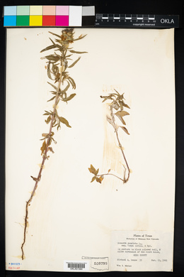 Monarda punctata subsp. coryi image