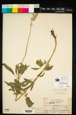 Salvia farinacea image