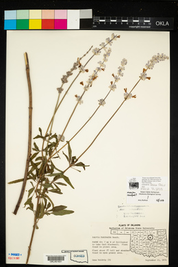 Salvia farinacea image