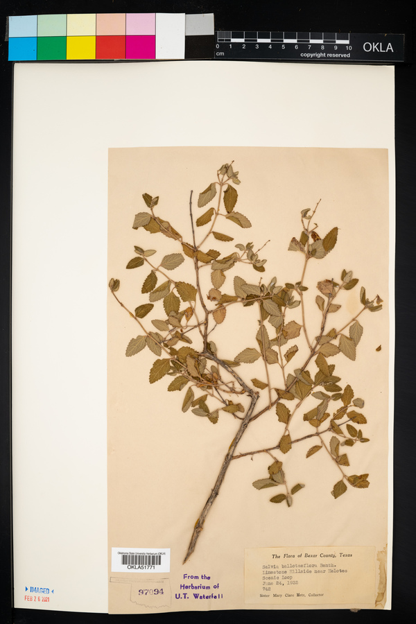 Salvia ballotaeflora image