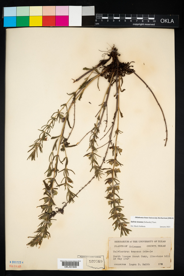 Salvia texana image