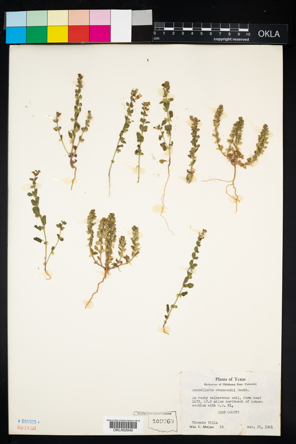 Scutellaria drummondii image