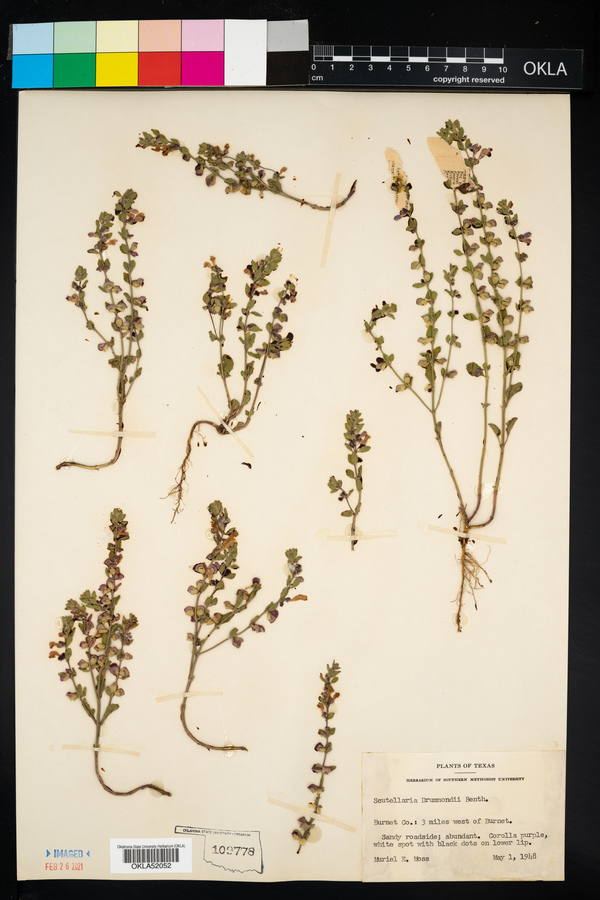 Scutellaria drummondii image