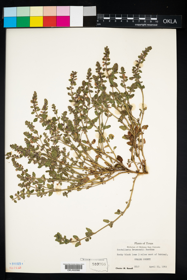 Scutellaria drummondii image