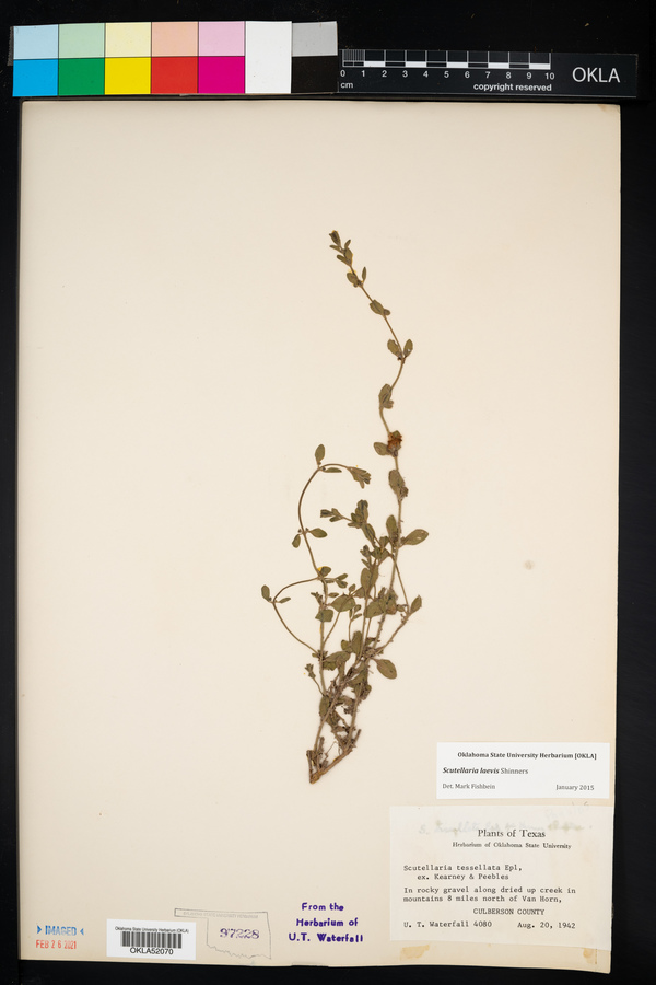 Scutellaria laevis image