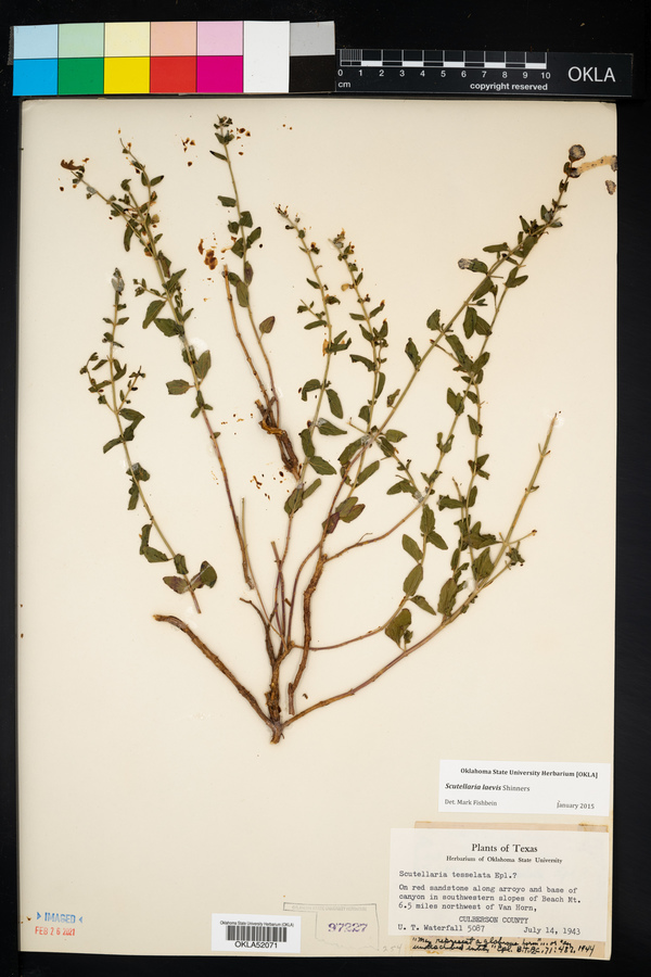 Scutellaria laevis image