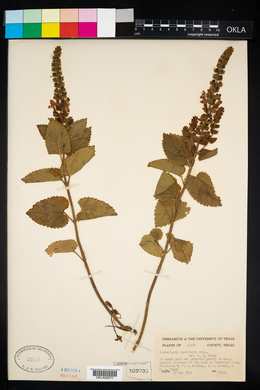 Image of Scutellaria cordifolia