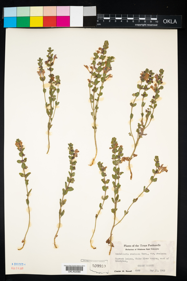 Scutellaria resinosa var. resinosa image