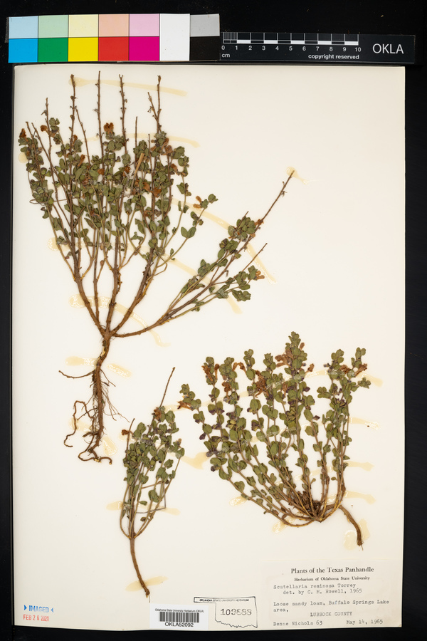 Scutellaria resinosa image