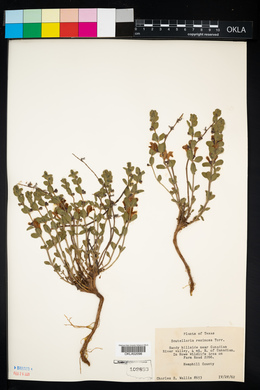 Scutellaria resinosa image
