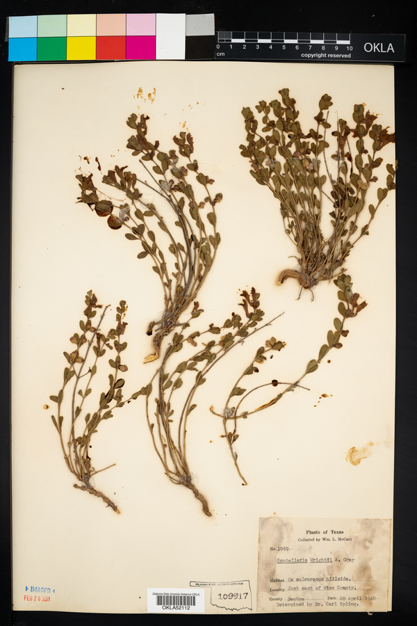 Scutellaria wrightii image