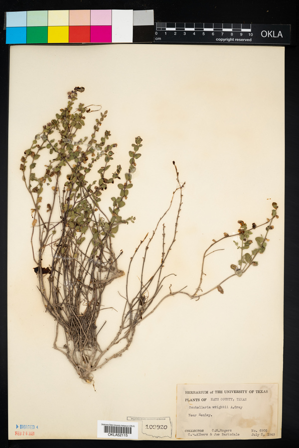 Scutellaria wrightii image