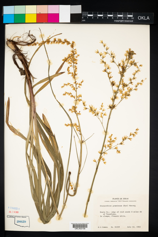 Stenanthium gramineum image