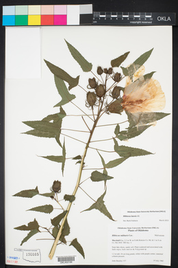 Hibiscus laevis image