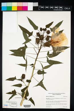 Hibiscus laevis image