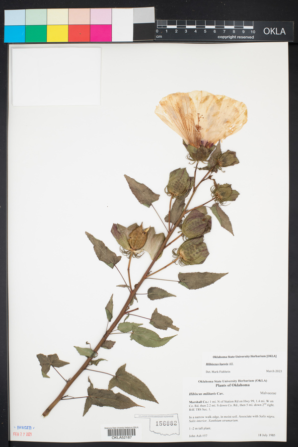 Hibiscus militaris image